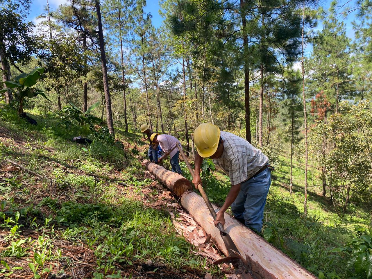 Gobierno registra disminución por afectación de insectos descortezadores del pino de un 45%